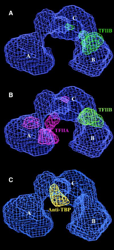 Identification of individual components Position of IIB and IIA on the TFIID structure and mapping of the TBP. The blue mesh corresponds to the holo-tfiid, with the A, B, and C lobes indicated.