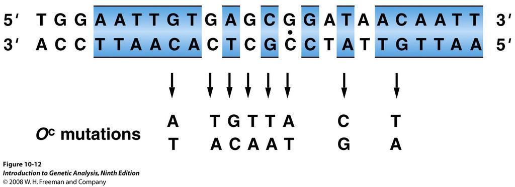 The operator is a specific DNA sequence Very specific