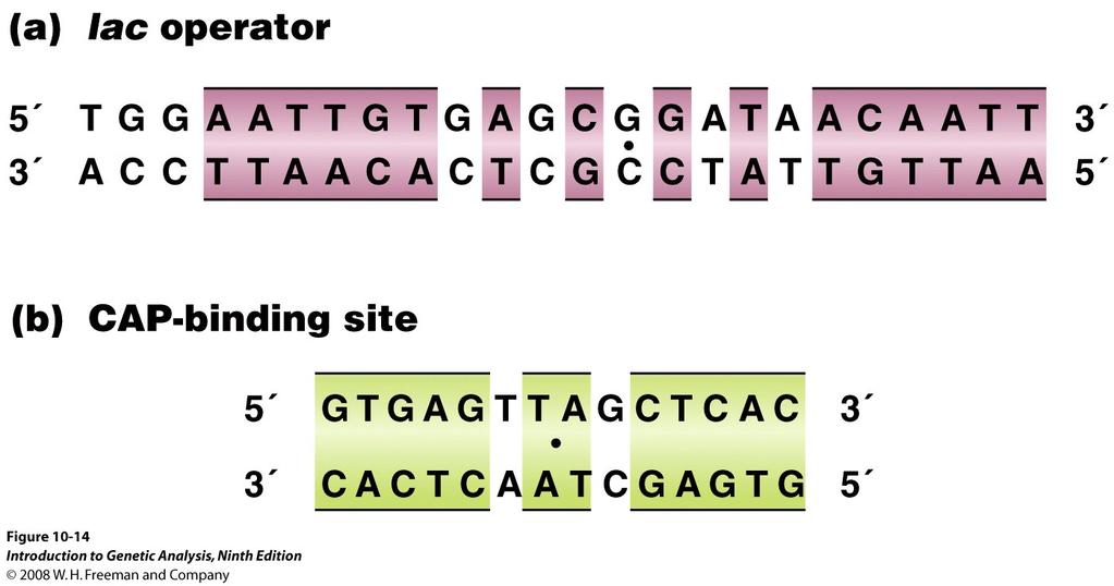 Many DNA binding