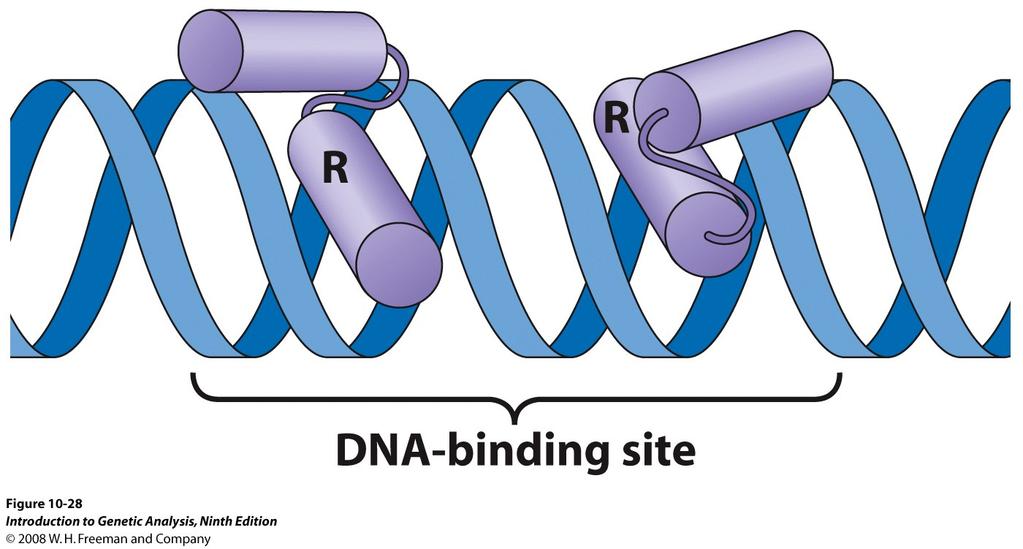 Helix-turn-helix is a common DNA-binding motif