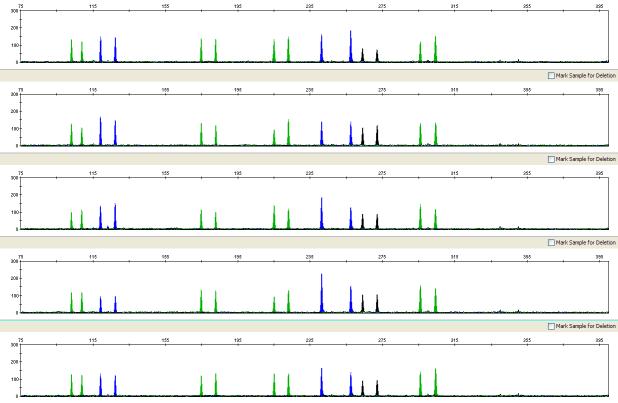 Sensitivity study Figure 13 Sensitivity study: representative electropherograms for Sample 2 amplified using 250 pg input DNA (Y-scale 500 RFU) Control A