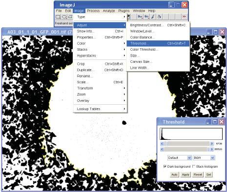 ImageJ Analysis ImageJ analysis was conducted on images to determine percent closure of the detection zone due to migration of cells.