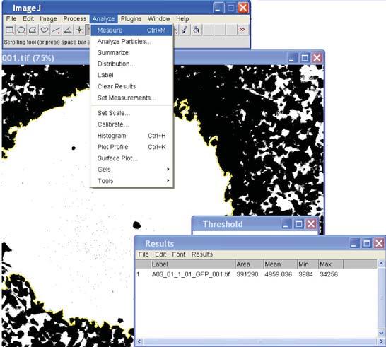 These image files were selected and opened within ImageJ for analysis.