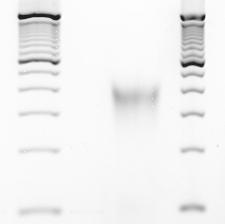 Figure S2 Sheared genomic DN (3-4 Kb) igation of paired-end adapters PCR amplification DN isolation igation of