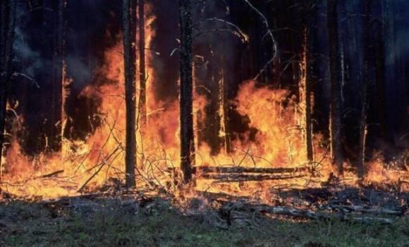 The Incredible Facts about Wood and Carbon Some fire is a natural part of a forest s ecosystem.