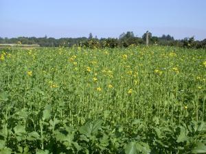 Hermiston example: Mustard cover crop