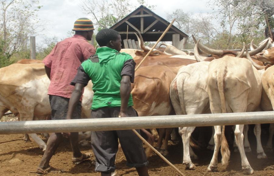 Financed SME Agribusiness Projects Livestock keeping Bank have financed