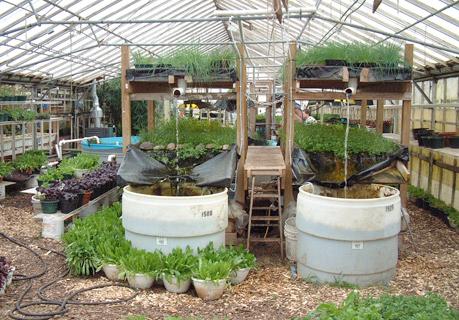 (The picture to the right is the picture of the two aquaponics systems that had to have its plants removed.) I have really learned a lot about agriculture, but also a lot about myself.