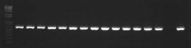RNA RT-PCR Analysis M T3-12-1~5 T3-43-1~5 A M T3-12-1~14 - + 650bp 650bp M