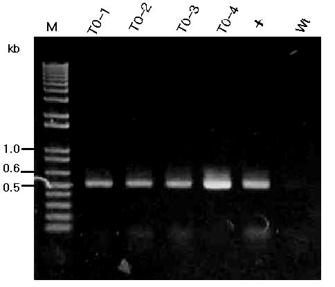 Detection of transgene and expressed proteins from transgenic T0 and T1 plants (A) (B)
