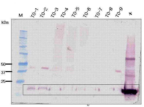 Detection of transgene and expressed proteins from transgenic T0 and T1 plants.