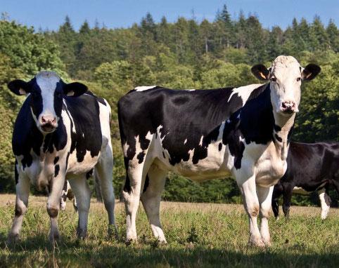 Montbéliard-breed bulls and 18,300 Holstein-breed bulls, all within the framework of the pan-european EuroGenomics project.