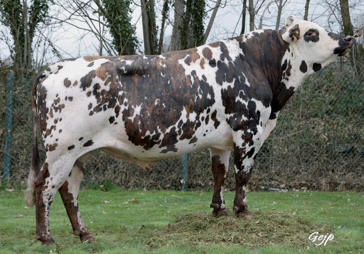 First, there was the conventional offer of progeny-tested bulls. Now, there is also a new offer of genomically-selected bulls in all three core French dairy breeds.