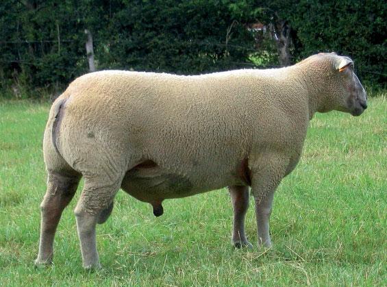 DEVELOPMENT OF RESISTANCE TO SCRAPIE THANKS TO LARGE-SCALE GENOMIC SELECTION The scheme coordinated the genotyping of over 670,000 sheep in the space of 6 years, with