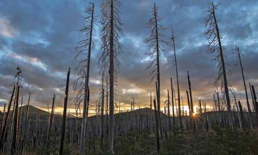Address Fire and Forest Health To achieve effective long-term protection of forest resources from threats such as wildfires, insects, and disease, we recommend: Increasing access to funding for
