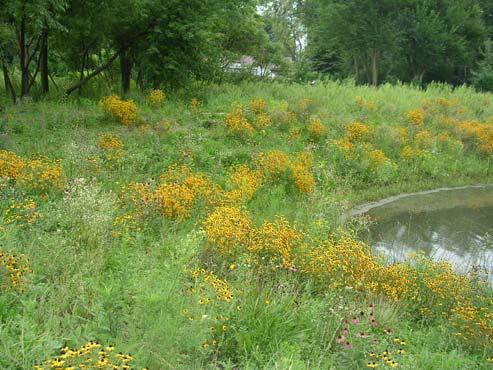 Vegetated basins should be maintained to remove weeds and encourage deep rooted vegetation.