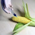 GMO (Limits) In Europe the legal limit for approved GM