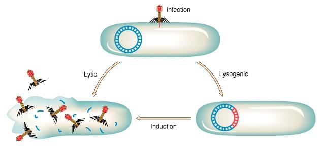 Lytic vs lysogenic cycle Infection Lytic Lysogenic