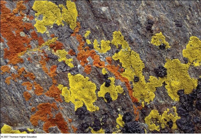 Lichens can warn us of