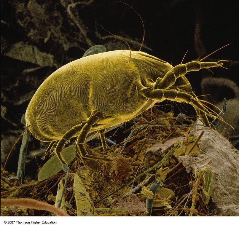 Household dust mites that feed on human skin and dust, live in materials such as bedding and