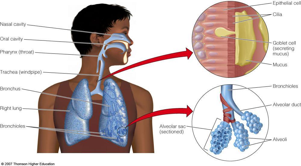 Your respiratory system can help protect you from air pollution,