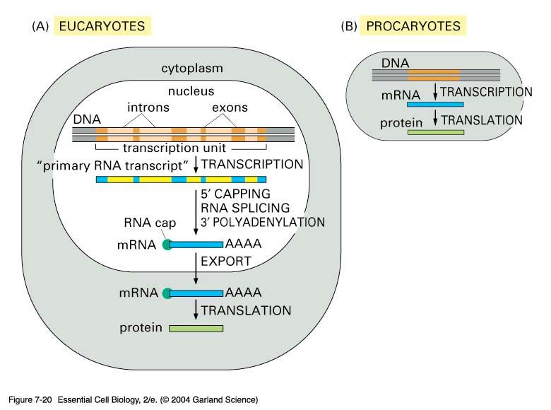 Prokaryotes and Eukaryotes handle their RNA transcrips differently: eukaryotic