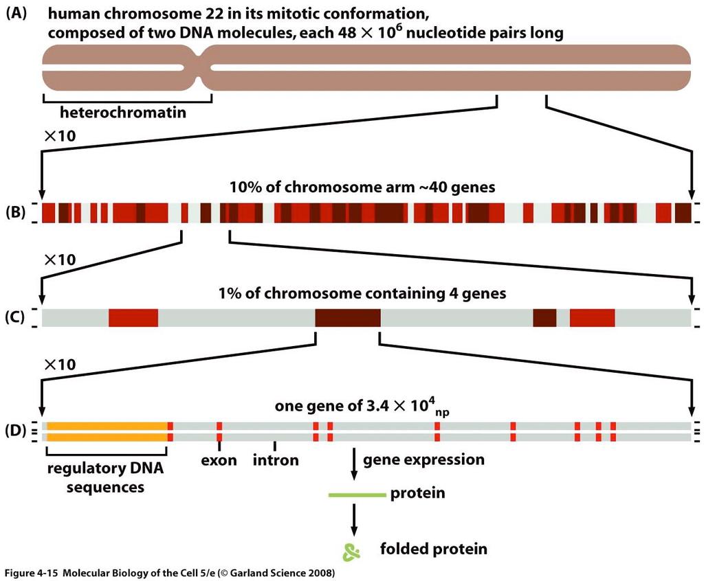 Optional Stuff Figure 4-15 The organization of genes on a human chromosome. (A) Chromosome 22, one of the smallest human chromosomes, contains 48 10 6 nucleotide pairs and makes up approximately 1.