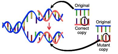 Muttion n error in the repliction of DN tht cuses structurl chnge in gene.