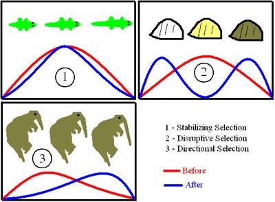 Selection Whether selection increses within-popultion diversity depends on if selection is stbilizing, disruptive, or directionl Whether