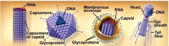Viral Genomes, Capsids, Envelopes Viral genomes may consist of either DNA (DNA virus) or RNA (RNA virus) A capsid is the protein shell that encloses the viral genome Capsids are built from protein