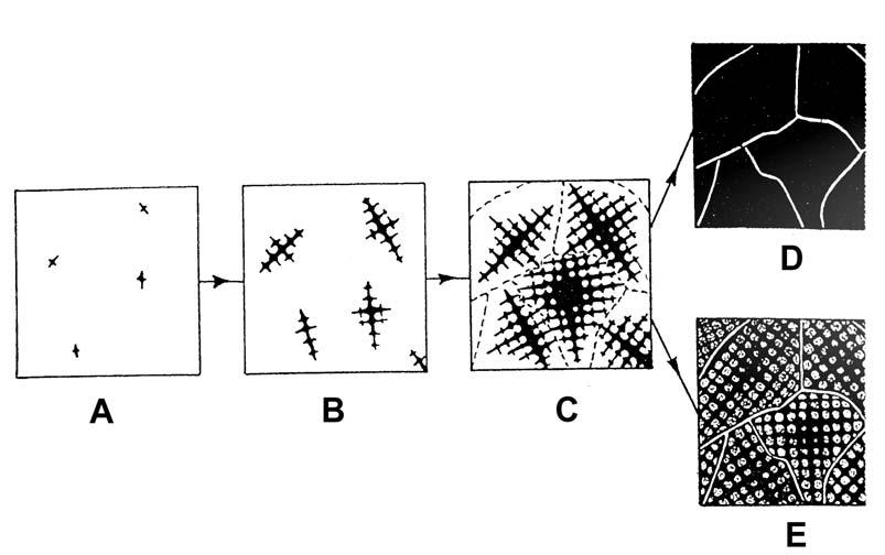 The progressive development of the dendritic structure is illustrated in Figure 2 