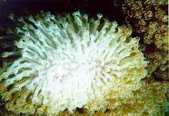 Coral: anthropogenic threats Sewage Too many nutrients, too many algae Human