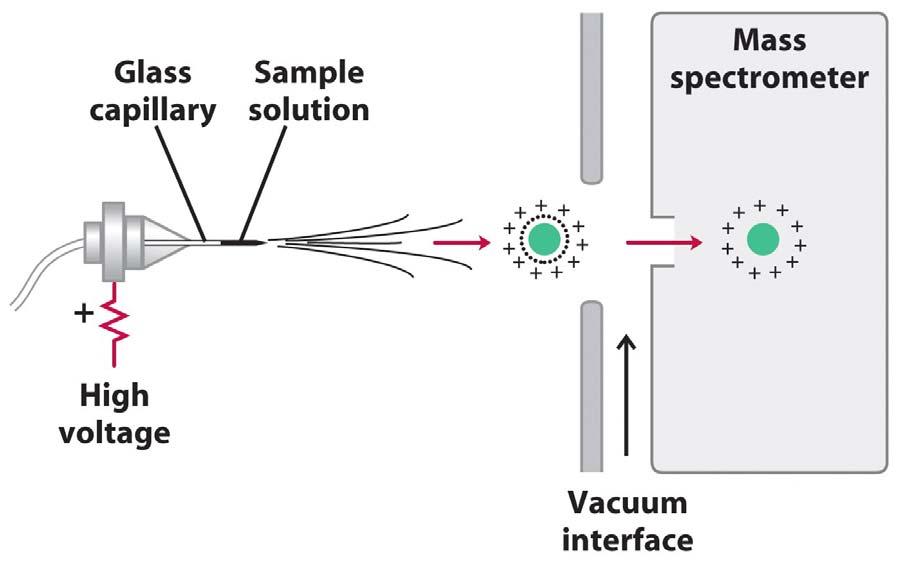 Mass Spectrometery 1. Separates ions based on mass to charge ratio. Charges are placed on the protein or the peptide by ionization. 2. Two most common types of ionization are: a.
