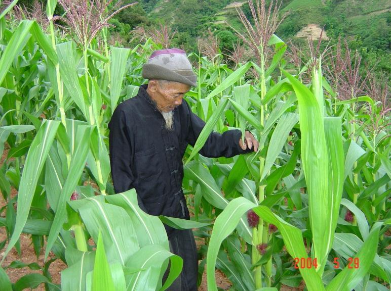 1. Brief results about building model in Bản Péo commune Model of building spring-summer corn crop and increasing summer soybean crop cultivation Bring new breed CP-DK999 corn and