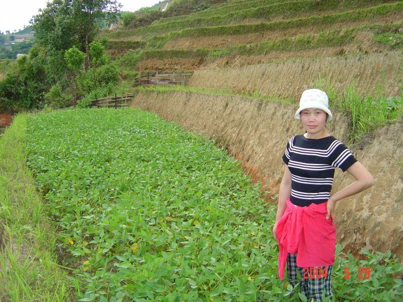 1. Brief results about building model in Bản Péo commune Intensive cultivation model, increased spring soybean crop on terrances