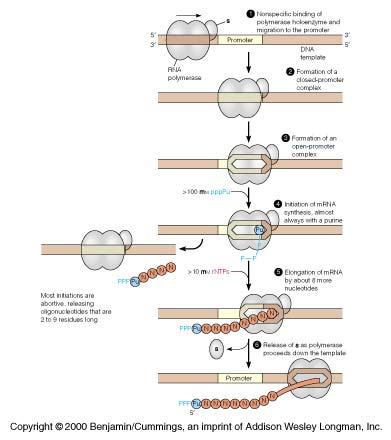 Mechanism of RNA synthesis in E. coli (Note:Basic mechanics are similar in all organisms.) 1:RNAP binding and sliding (electrostatic interaction) Signal for specific DNA-binding seen by σ factor Fig.