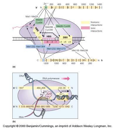 Transcription elongation: a detailed view Elongation complexes are stabilized by contact between specific regions/residues of β/β and the growing RNA chain (RBS), heteroduplex (HBS), or downstream