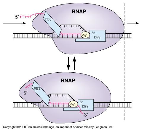 But elongation of ternary complex often proceeds discontinuously. backtracked RNAP Fig. 26-10 Transcription bubble model implies continuous movement but RNAP may pause at difficult to read sites (e.g. high G/C content).