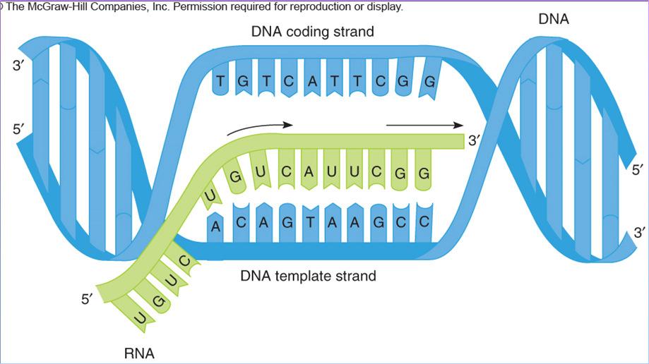 Promoter = Specific region of a gene where RNA polymerase binds and begins transcription RNA polymerase = Enzyme that links RNA nucleotides using DNA as a template Adds