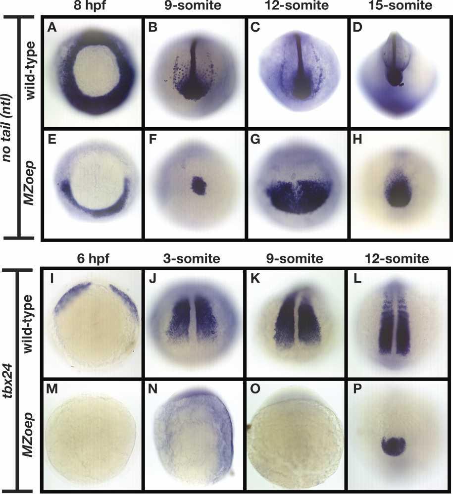 Mesodermal progenitor cell specification Figure 6. Tail MPCs express ntl but not tbx24 prior to the 12-somite stage. (A D) Expression of ntl in wild-type embryos.