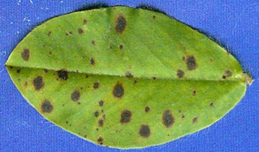 Equations to translate: % defoliation and % necrosis as function of Florida 1-10 leafspot disease scale (Singh et al., 2013).