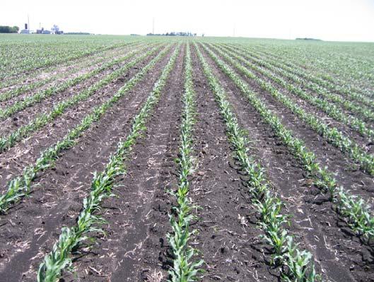 Figure 7: Twin-row corn at Wilmont,