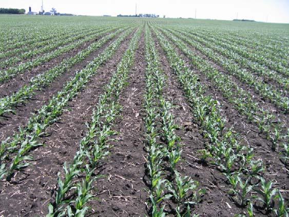 Figure 6: 30-inch row corn at