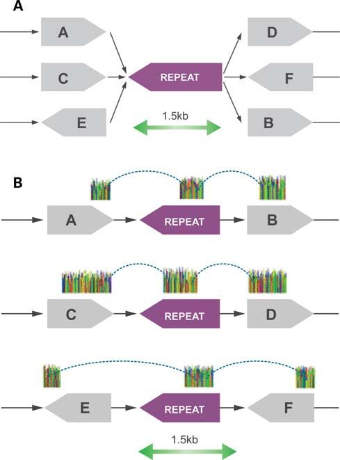 R236 Human Molecular Genetics, 2010, Vol. 19, Review Issue 2 Figure 3. Long reads span long repeats to unambiguously orient contigs.