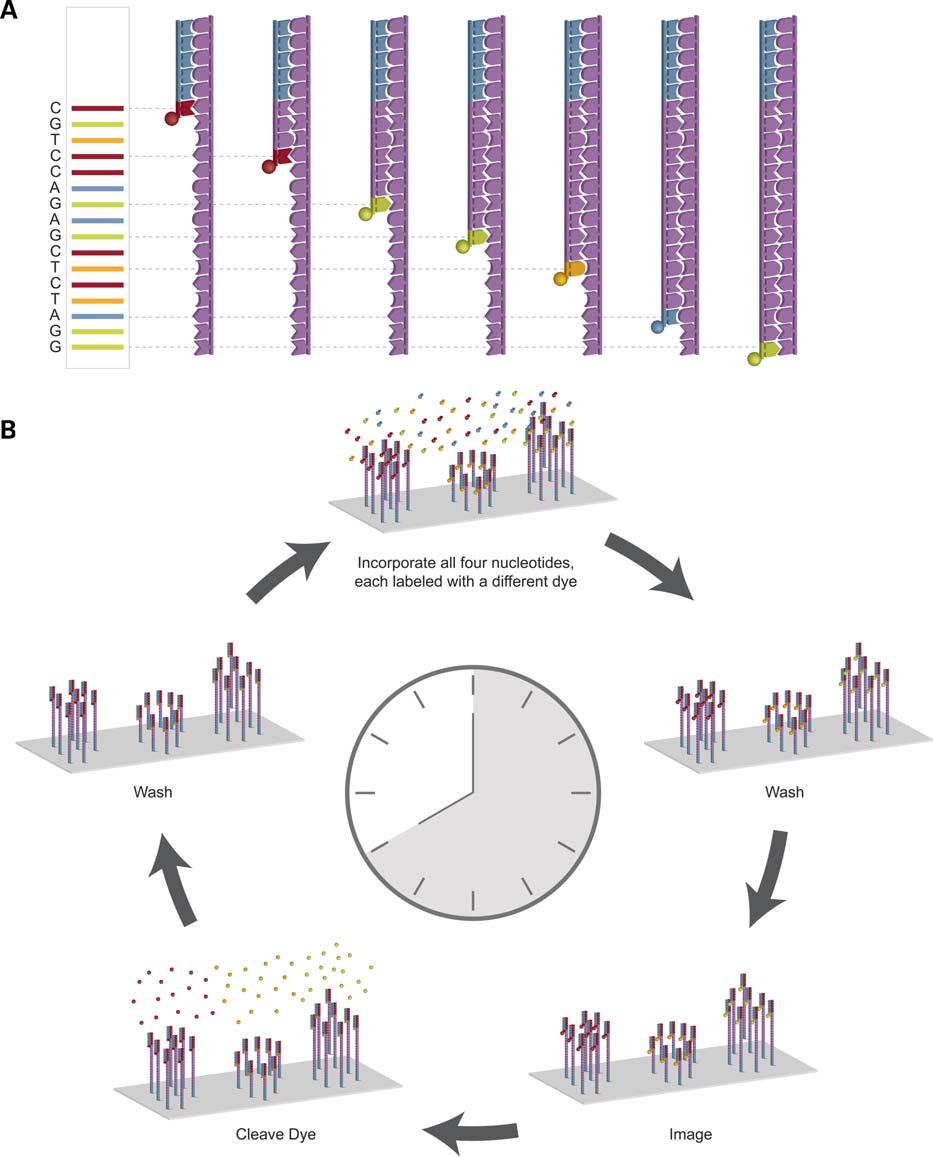 Human Molecular Genetics, 2010, Vol. 19, Review Issue 2 R229 Figure 1. How previous generation DNA-sequencing systems work.