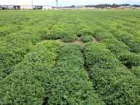 Peanut and Cotton Starter Opportunities By Keith Flaniken, Southern Region Sales Agronomist- Tennessee Yes, you can seed apply starter fertilizer directly onto peanuts and cottonseed, if some simple