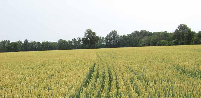 Foliar Feeding your wheat By Joe Osterhaus, Northern Region Sales Agronomist- Nebraska By the time you read this article, the wheat will be top-dressed with nitrogen and sulfur and weeds should have