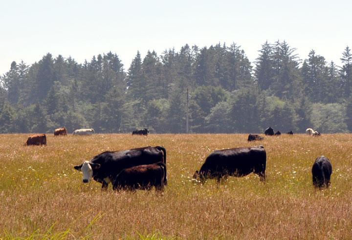 DEL NORTE MEAT PROCESSING AND RETAIL FACILITY FEASIBILITY ASSESSMENT Del Norte County Cattle out standing in their field!