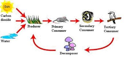 How the Ecosystem Works: The biotic part of an ecosystem is known as feeding levels or trophic levels. There are five different trophic levels: 1. The first level is the primary producer plants.