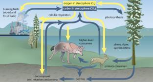 Rapid Cycling of Carbon Note: All cycles having storage of nutrients (soil, air, organisms).